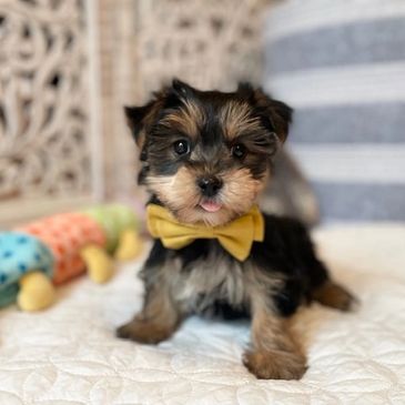 small breed puppies for sale