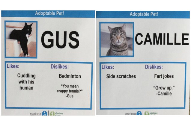 funny cat adoption profiles