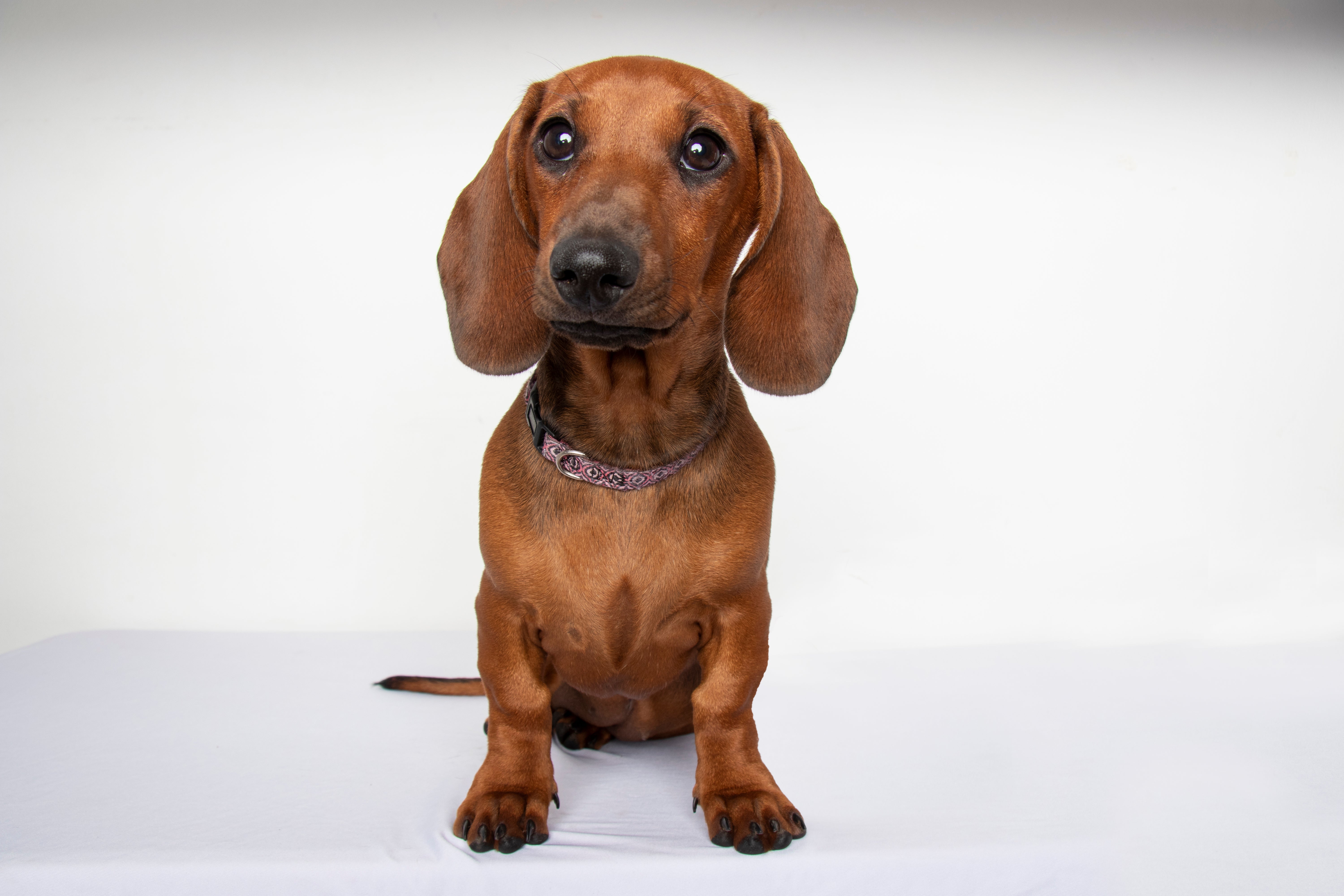 petfinder mini dachshund