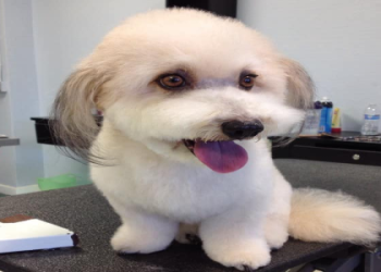 bichon frise corgi mix