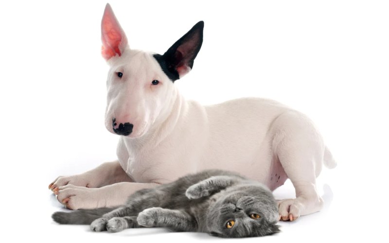 english bull terrier and cats