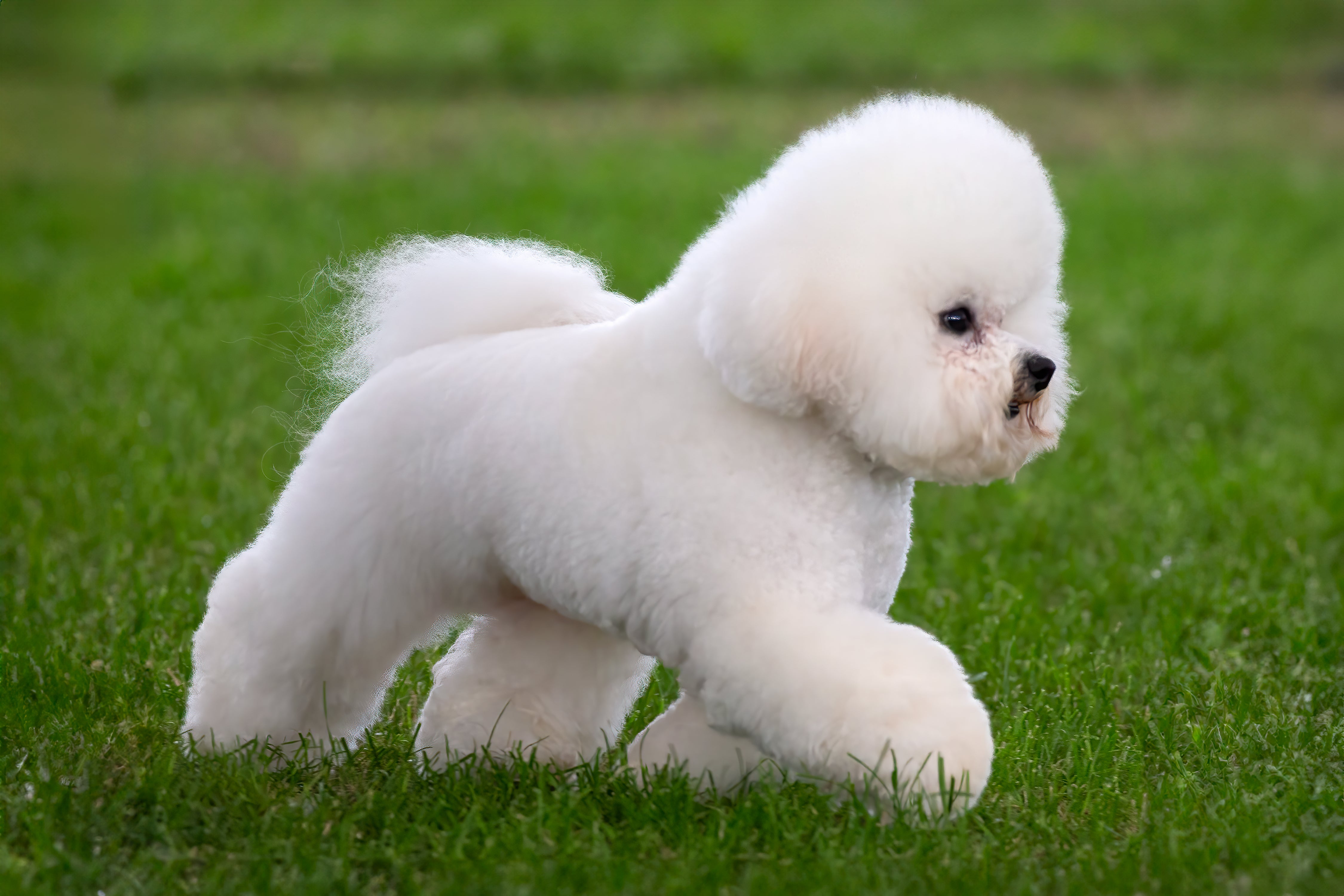 bichon frise puppies near me