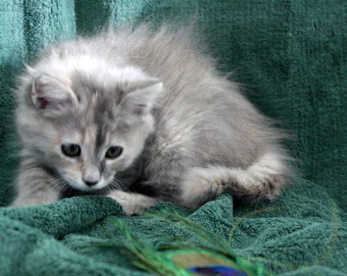 dilute tortoiseshell kittens for sale