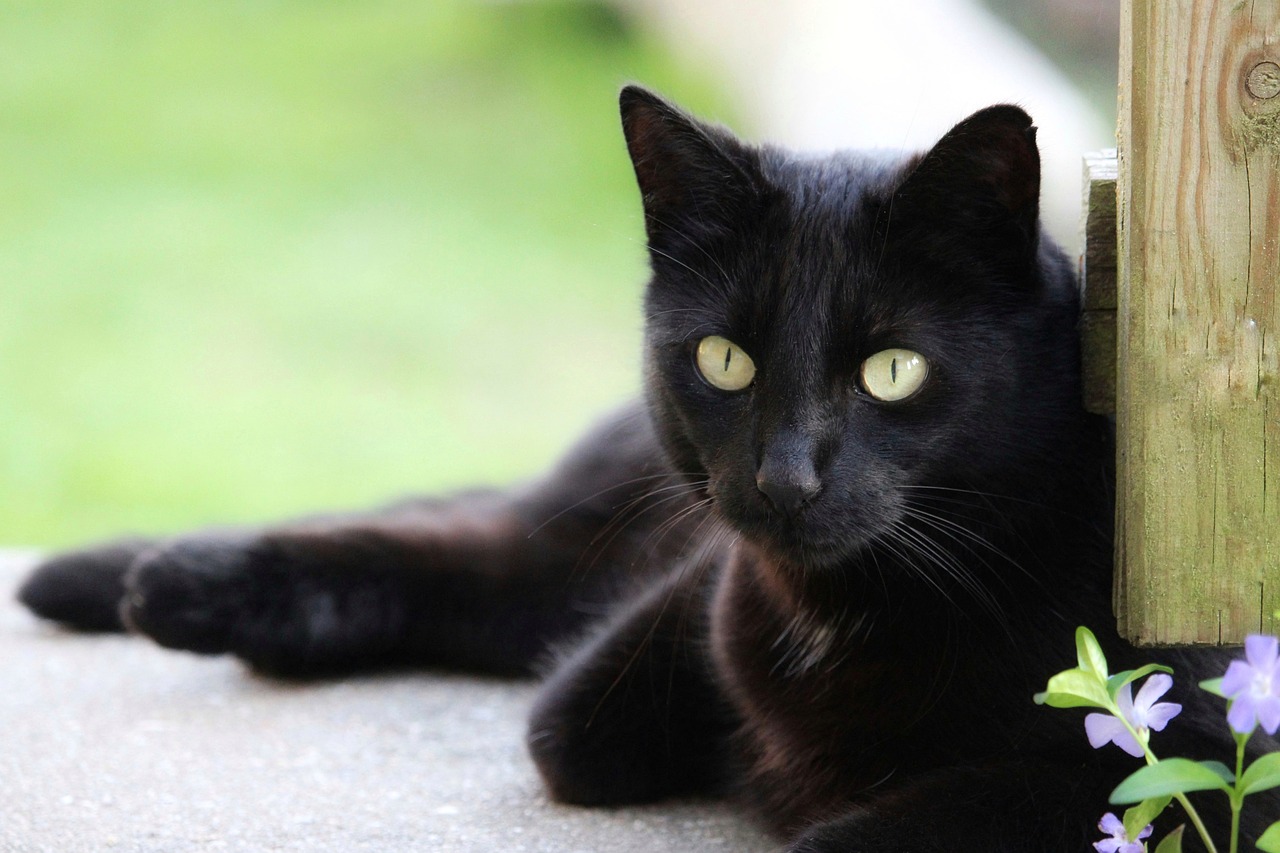 bombay cat health problems