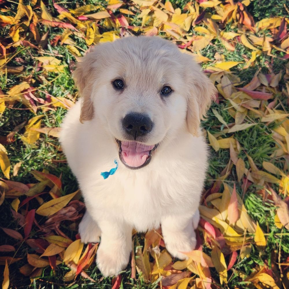 where can i play with puppies near me