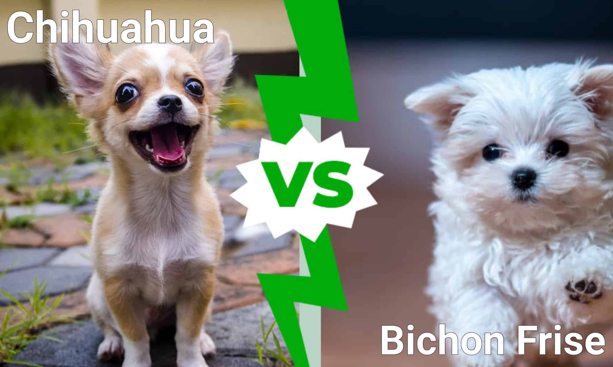 bichon frise chihuahua