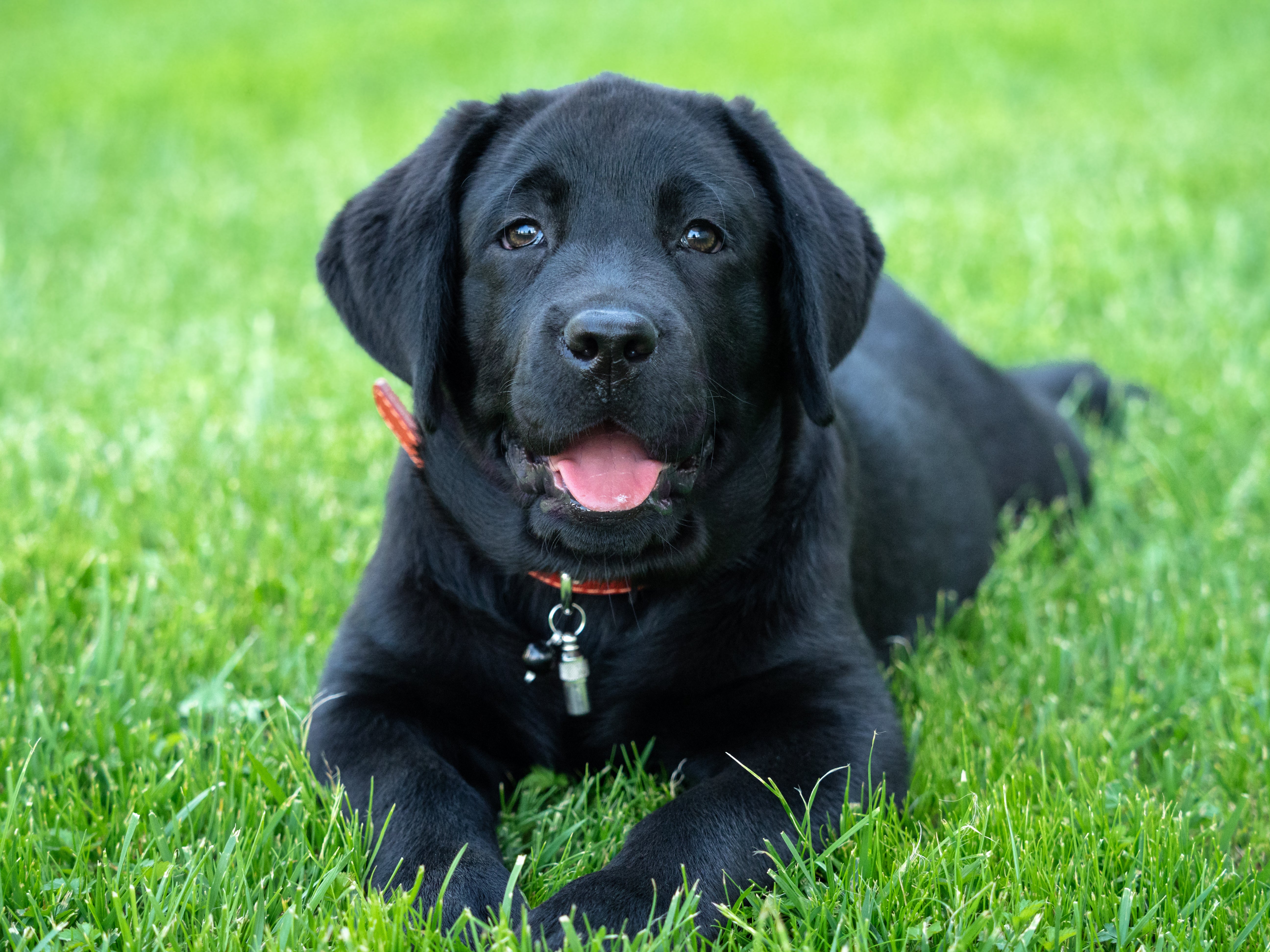 black lab rescue puppies