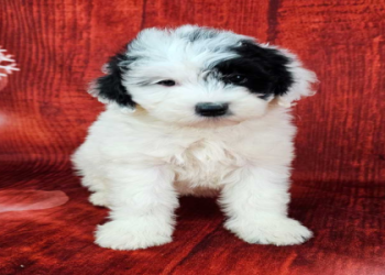 best food for sheepadoodle