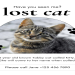 lost cat finder near me