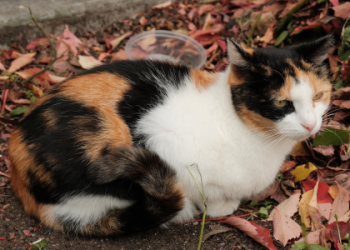 kitten adoption philadelphia pa