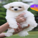 bichon for adoption