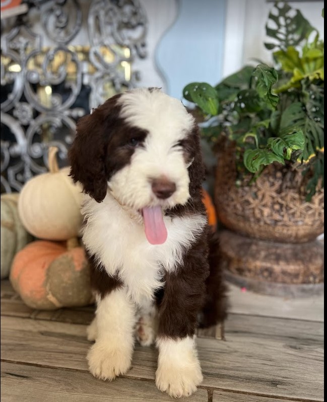 best food for sheepadoodle