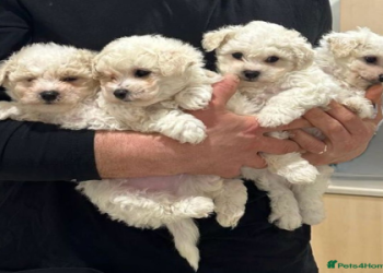 bichon dog price