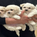 bichon dog price