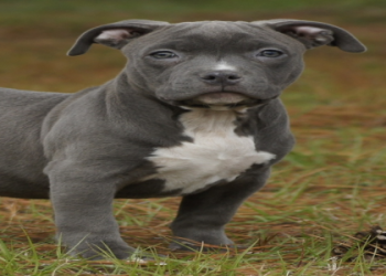 blue dogs for sale