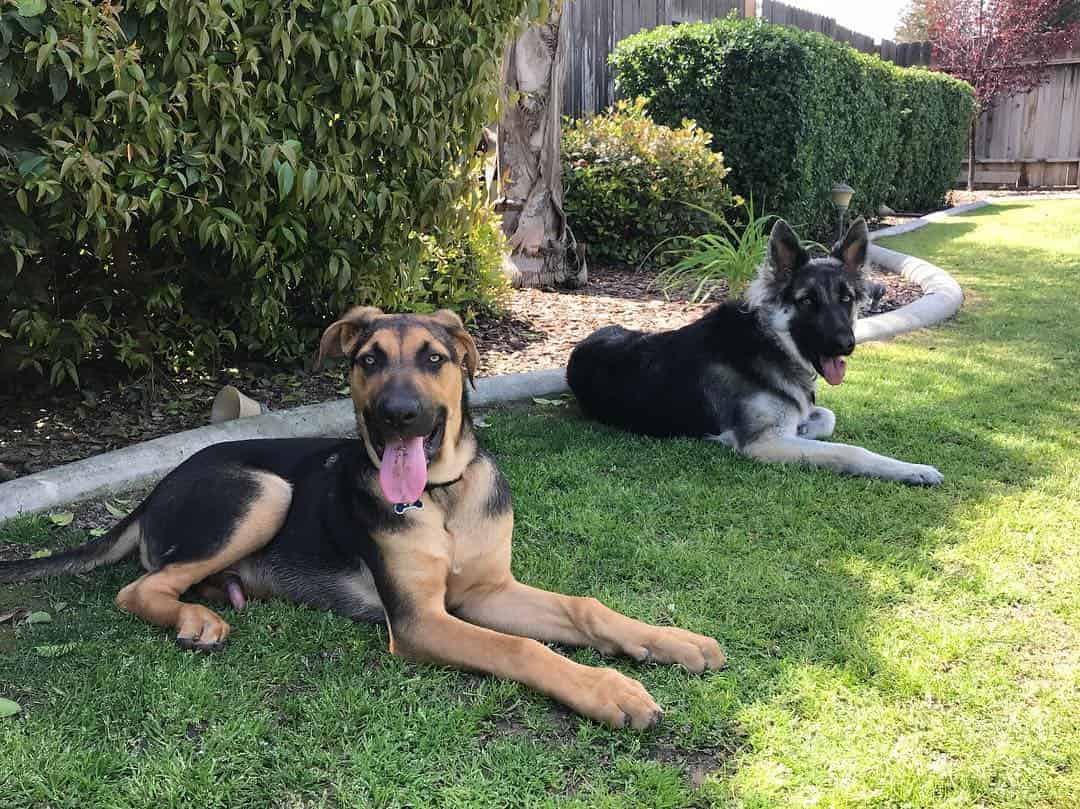 great dane x german shepherd