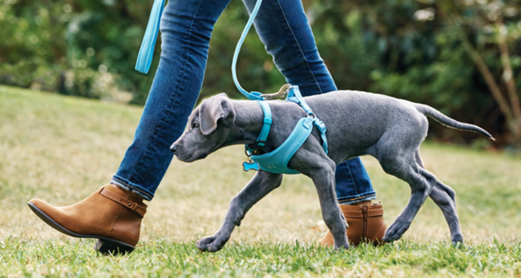 petsmart training dog