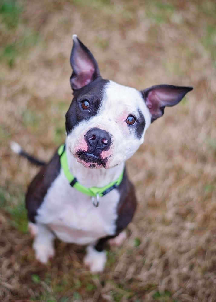 full grown boston terrier pitbull mix