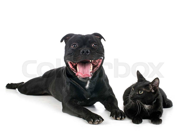 staffordshire bull terrier cats