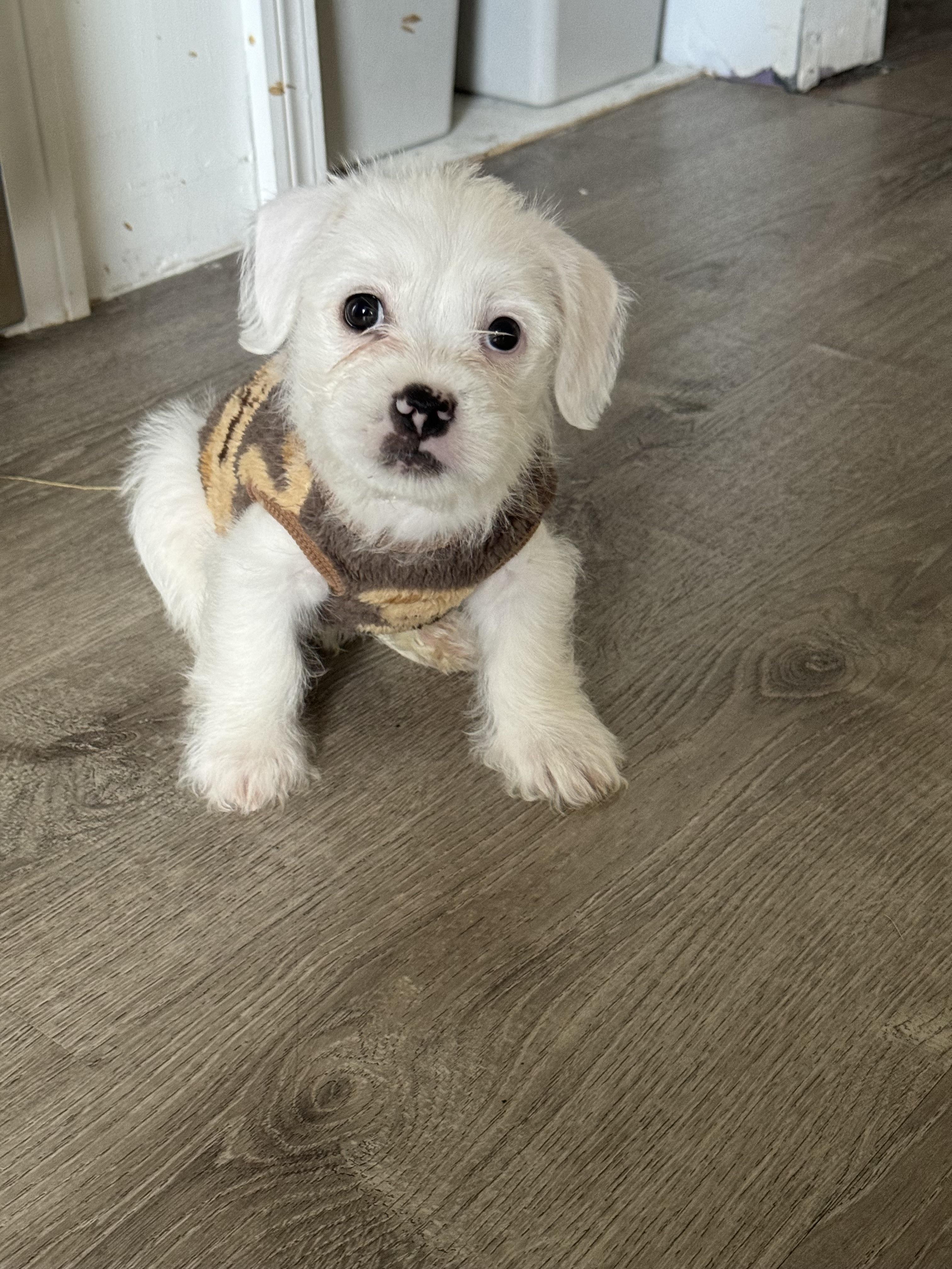 bichon frise french bulldog mix