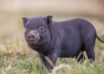 where to find teacup pigs
