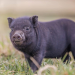 where to find teacup pigs