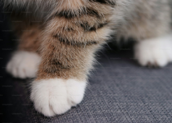 image of a paw