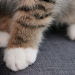 image of a paw