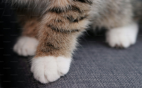 image of a paw
