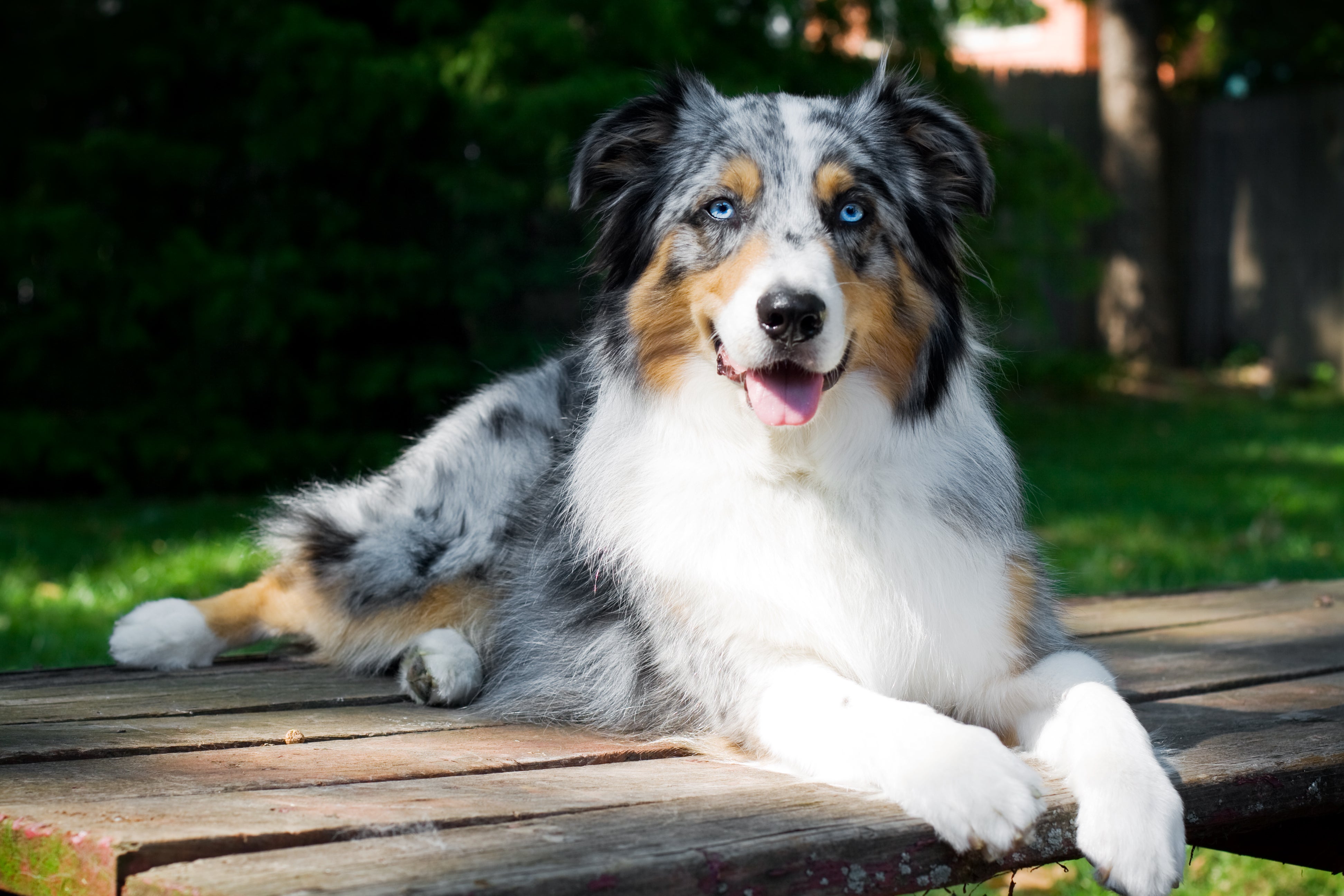 free australian shepherd puppies near me