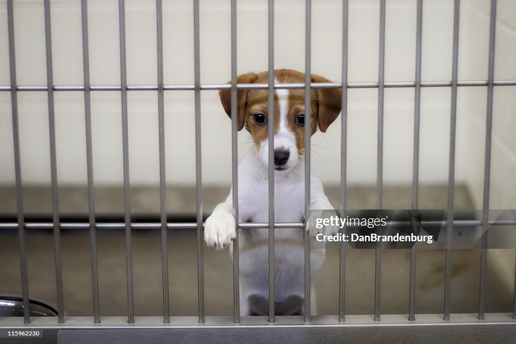 dogs at the pound