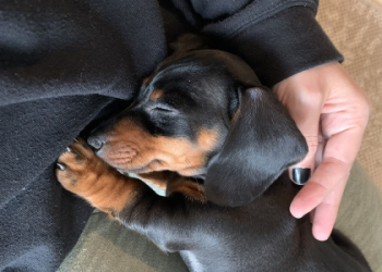 pretty little dachshunds