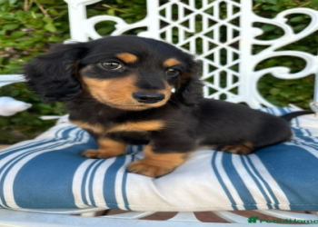 corgi dachshund chihuahua mix