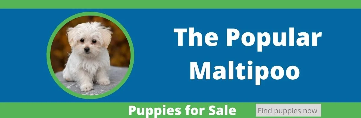 puppyfind puppies for sale