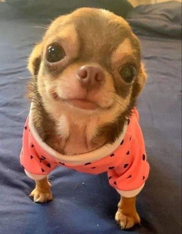 chiwawa dog price in india