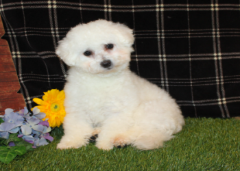 bichon for sale