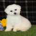 bichon for sale