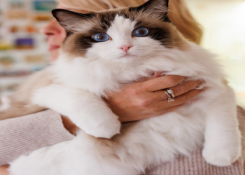 cat breeds white fluffy