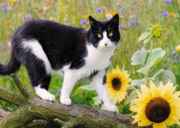 different types of tuxedo cats