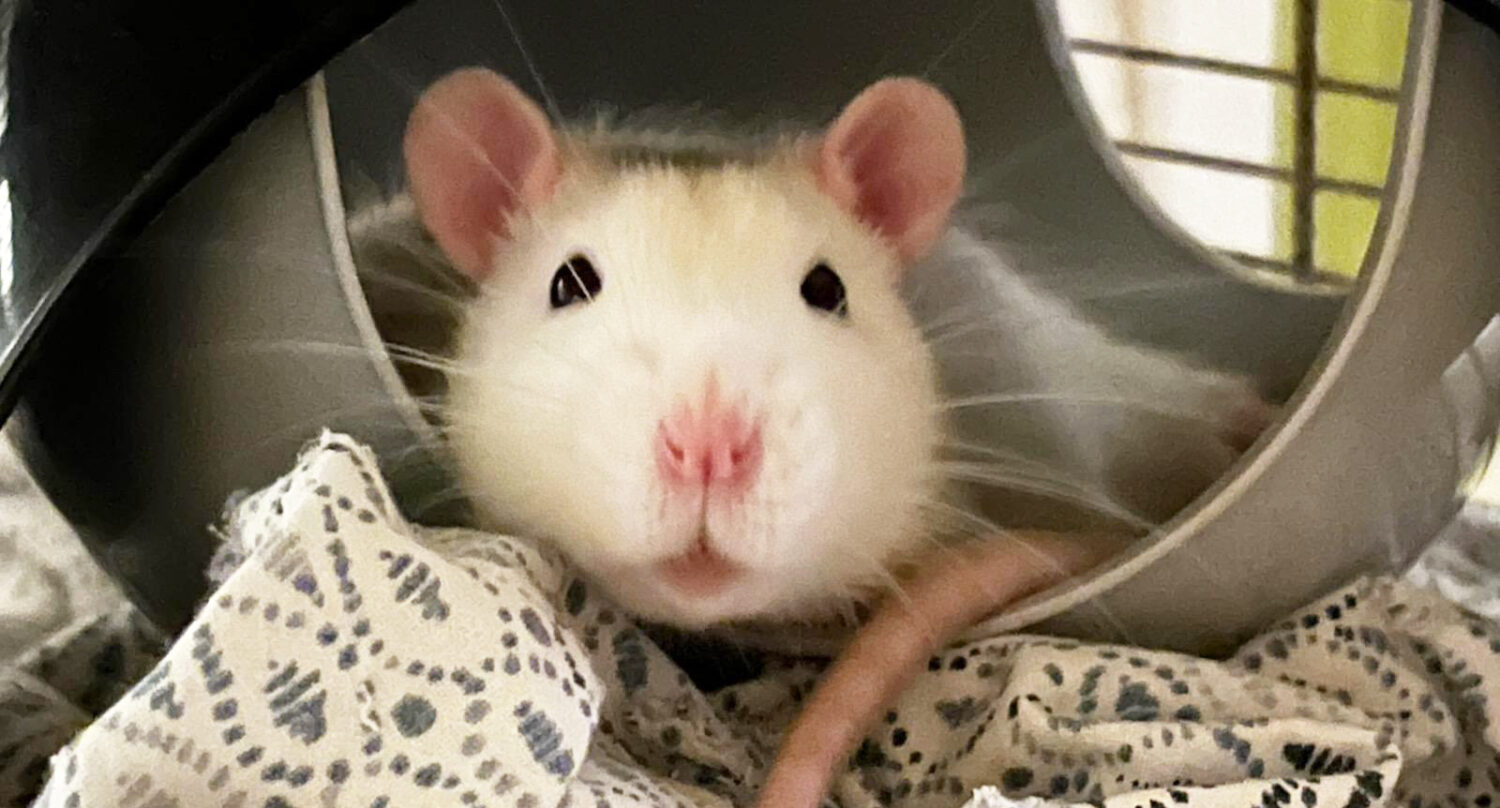 where can i buy pet rats near me