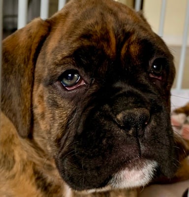 boxer puppies in north carolina