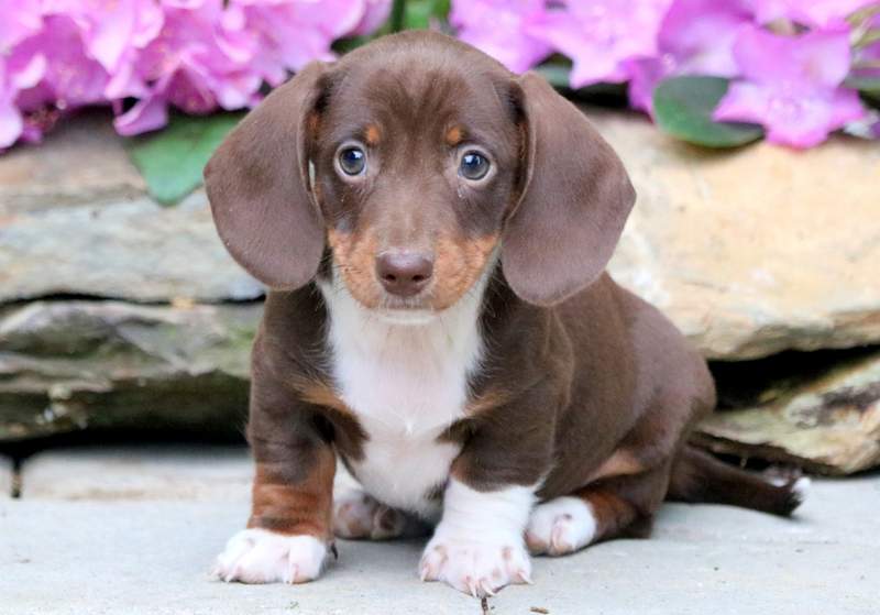 mini dachshund puppies for sale nj