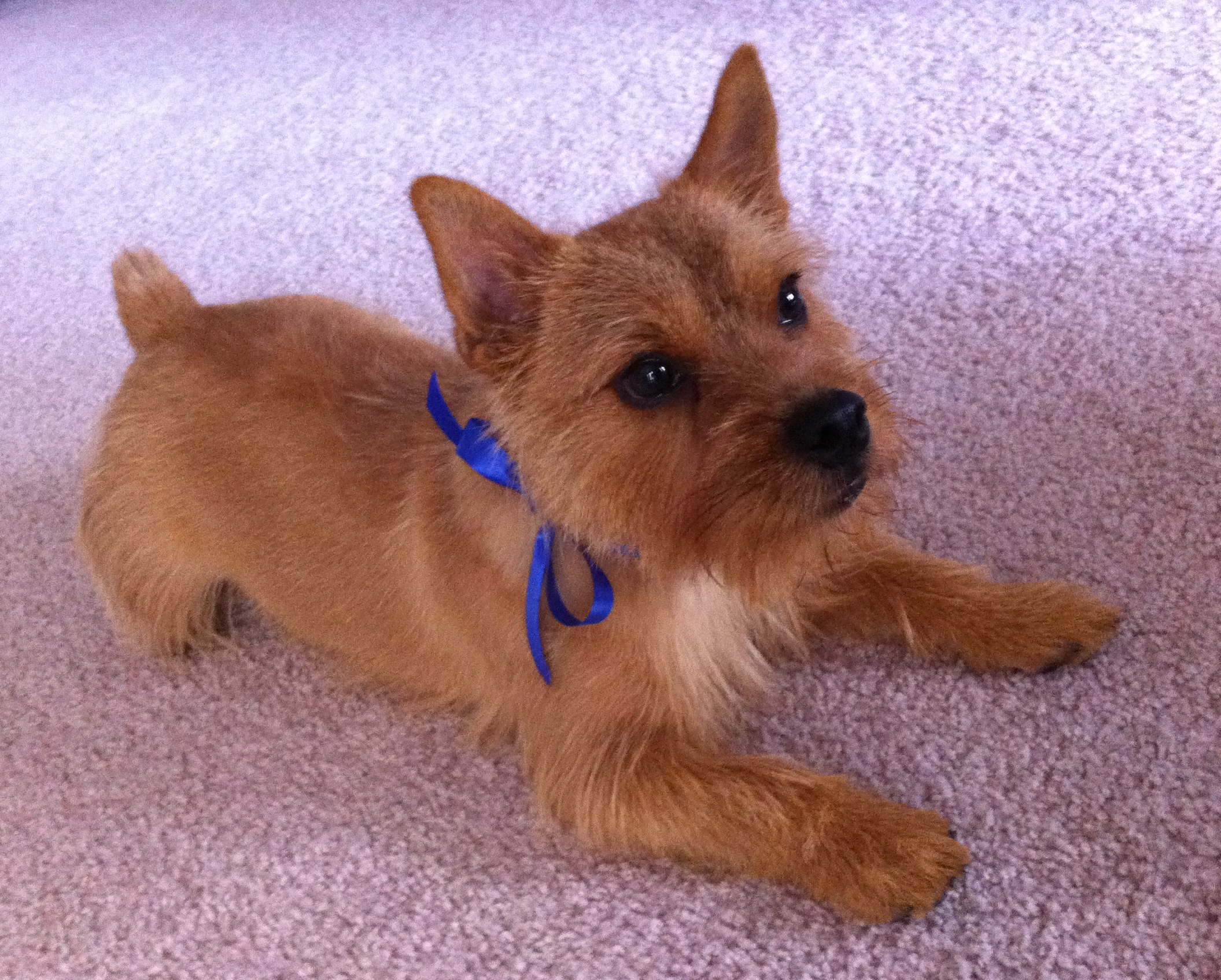 grooming norwich terrier