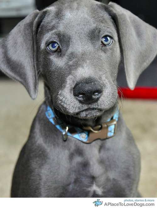grey great dane puppy