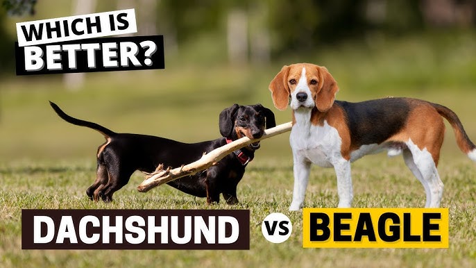 dachshund vs beagle