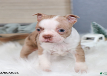 boston terrier for sale indiana