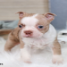 boston terrier for sale indiana