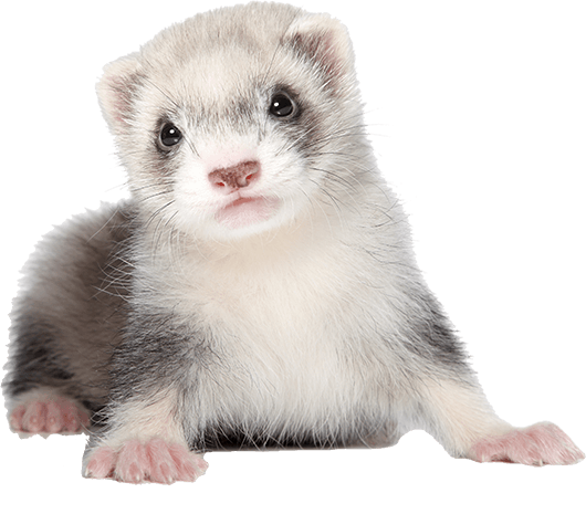 how much do ferrets cost at petsmart