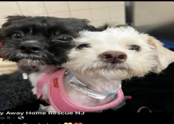 maltipoo shelters near me