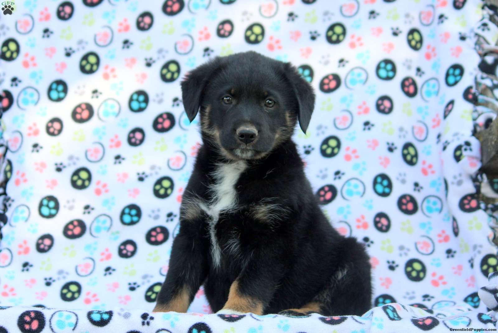 labrador australian shepherd mix puppies for sale